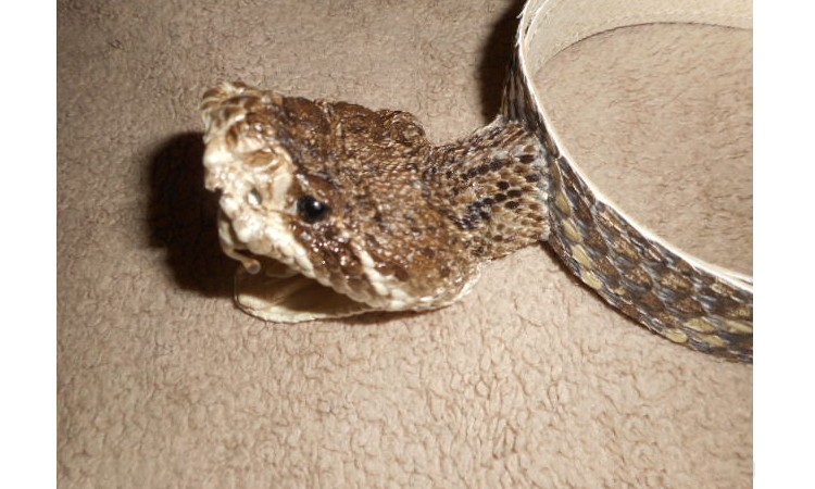 Snake Hatband